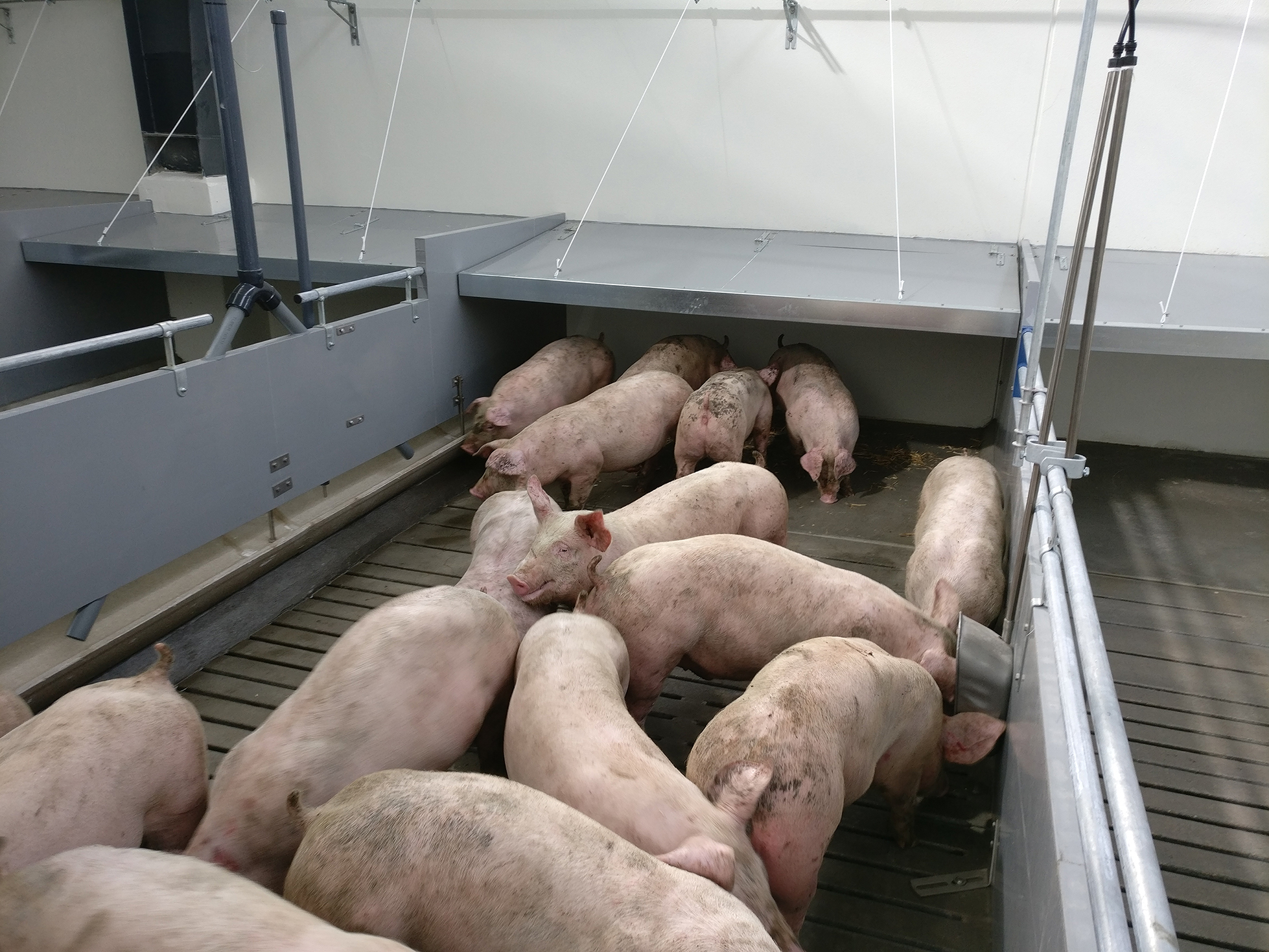 Eco-innovatieve huisvestingsoplossing voor efficiënte productie van slachtvarkens met beperkte impact op het milieu-image