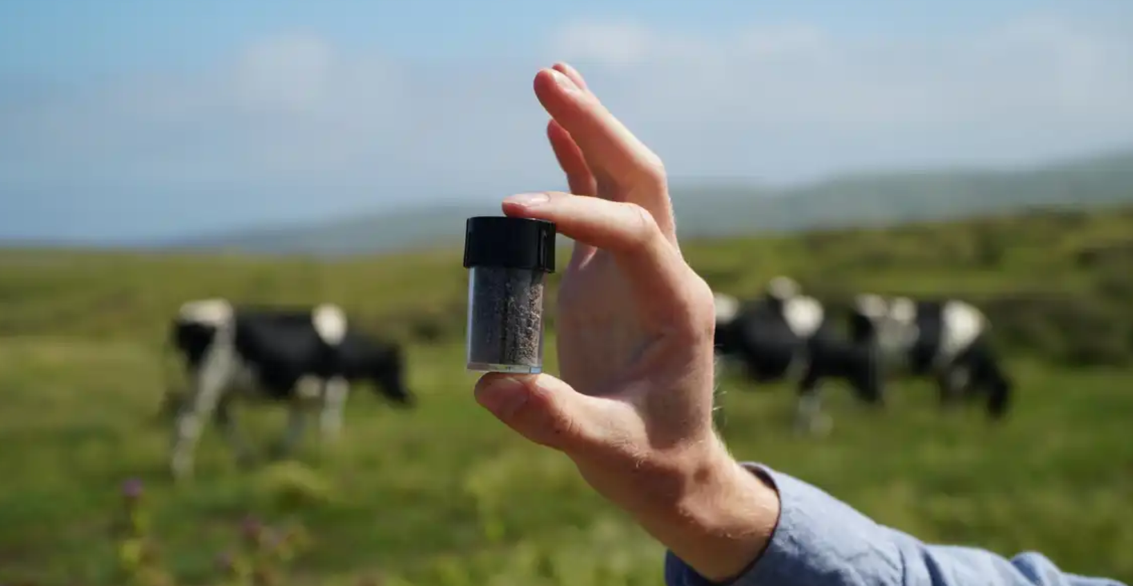 A FULLY NATURAL SEAWEED-BASED FEED SUPPLEMENT FOR COWS-image