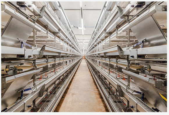 UNIVENT Starter - Het professionele mestbandsysteem voor het succesvol kweken van jonge dieren.-image