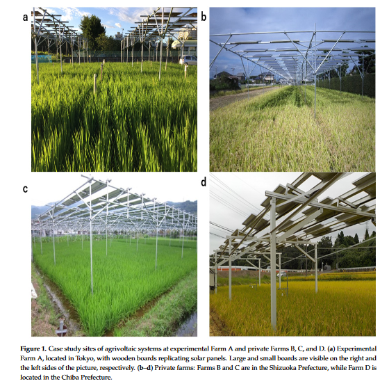 Analysis of the rice yield under an agrivoltaic system: A case study in Japan-image
