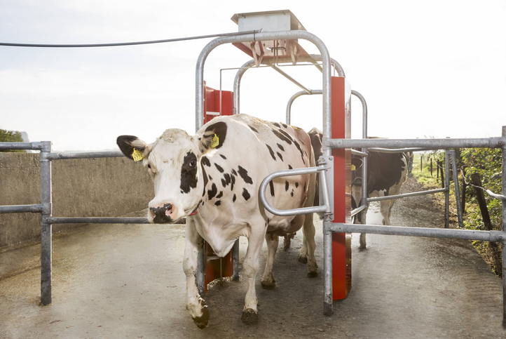 Lely Grazeway - Effektivt afgræsningssystem-image