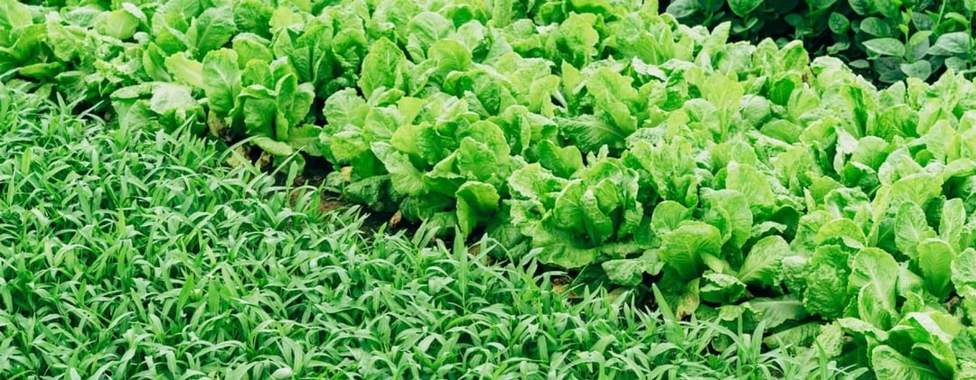 TopHealth Plants - Nutrient Management-image