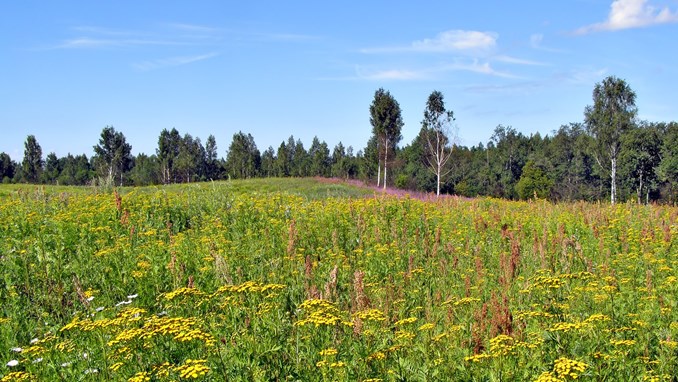 Subsidy for extensive grassland, 2023-image