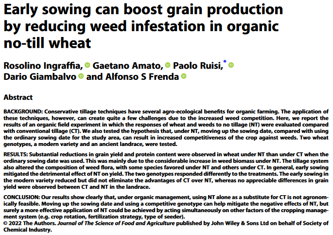 La semina precoce può aumentare la produzione di grano riducendo l'infestazione da erbe infestanti nel grano biologico non lavorato-image