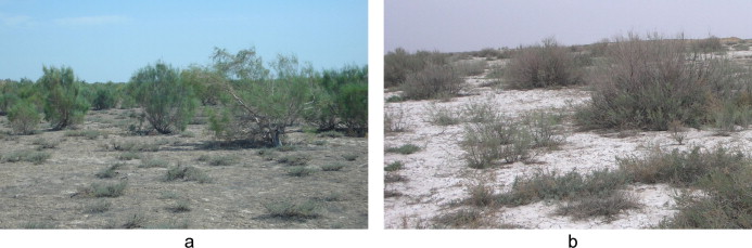 Using the CENTURY model to assess the impact of land reclamation and management practices in oasis agriculture on the dynamics of soil organic carbon in the arid region of North-western China-image