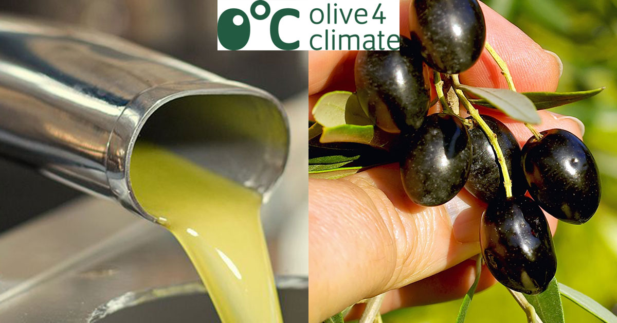 OLIVE4CLIMATE - LIFE. BEPERKING VAN DE KLIMAATVERANDERING DOOR EEN DUURZAME BEVOORRADINGSKETEN VOOR DE OLIJFOLIESECTOR-image
