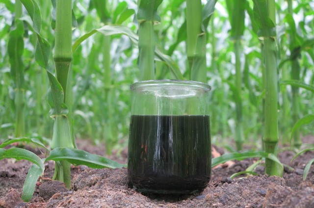 Mineral concentrate from processed manure as fertiliser-image