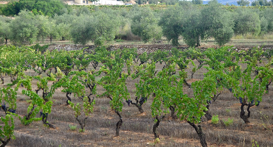 Efficiëntie bij het gebruik van middelen voor de verbetering van de duurzaamheid van de wijnbouwsector in de Priorat-regio-image