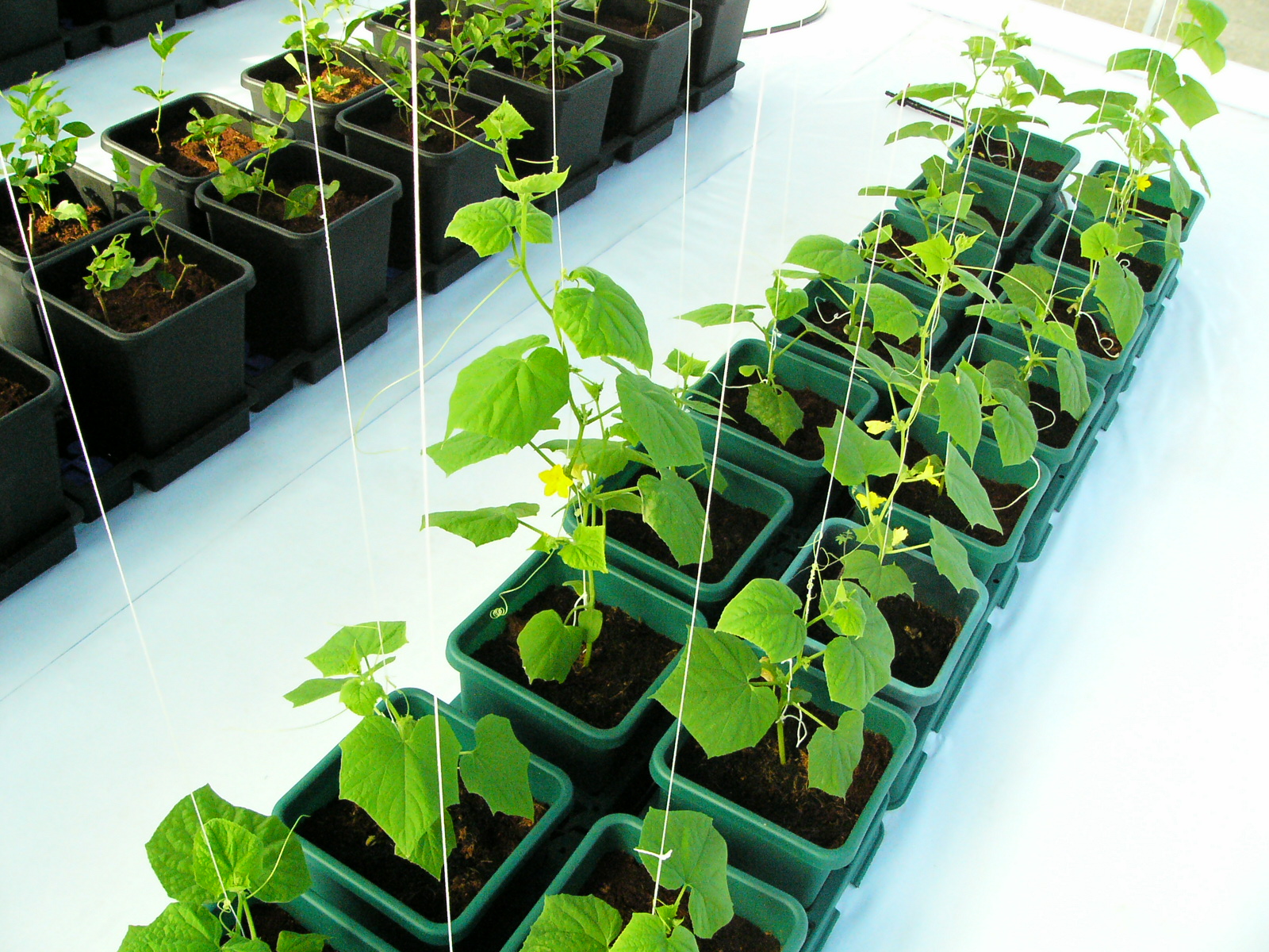 AutoPot-image
