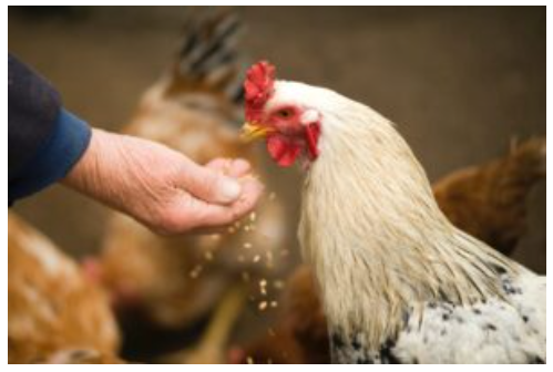TACKLING ANTIMICROBIAL RESISTANCE-image