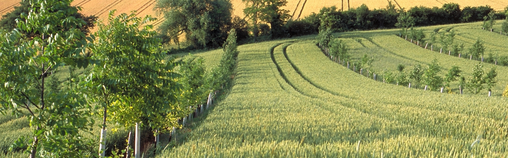 Constructive Agriculture Webinar Series-image