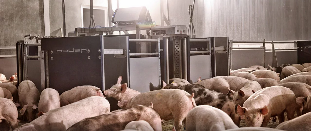 Nedap PorkSense - Monitoraggio della gestione dei suini-image