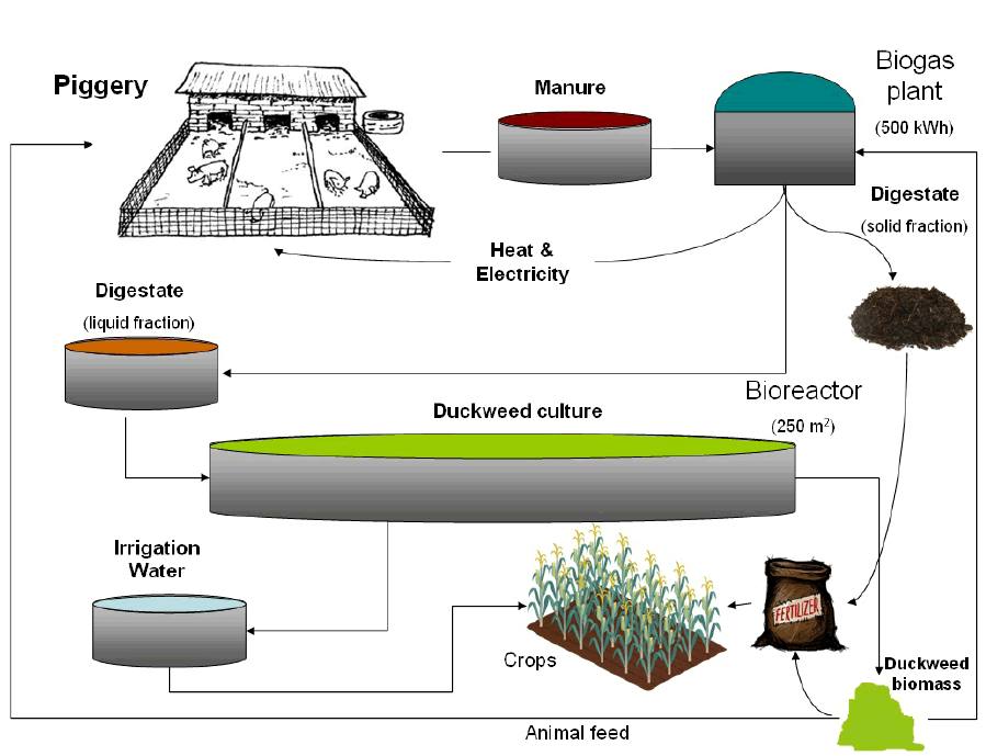 TECNOLOGIA DUCKWEED PER MIGLIORARE LA GESTIONE DEI NUTRIENTI E L'EFFICIENZA DELLE RISORSE NEI SISTEMI DI PRODUZIONE DI SUINI-image