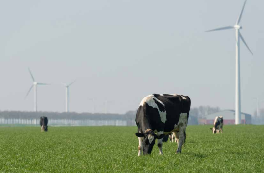Monitoring Protocol Sustainable Dairy Chain initiative-image